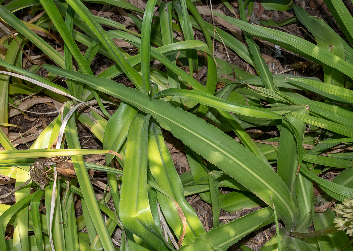Изображение особи Eucomis autumnalis.