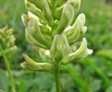 Astragalus glycyphyllos. Часть соцветия. Украина, Донецкая обл., Славянский р-н, окр. пос. Татьяновка, липовое редколесье на меловом склоне. 14.06.2010.