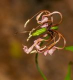 Gloriosa superba