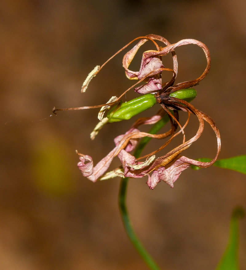 Image of Gloriosa superba specimen.