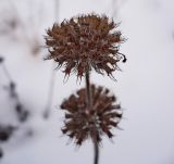 Clinopodium vulgare