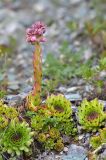 Sempervivum caucasicum