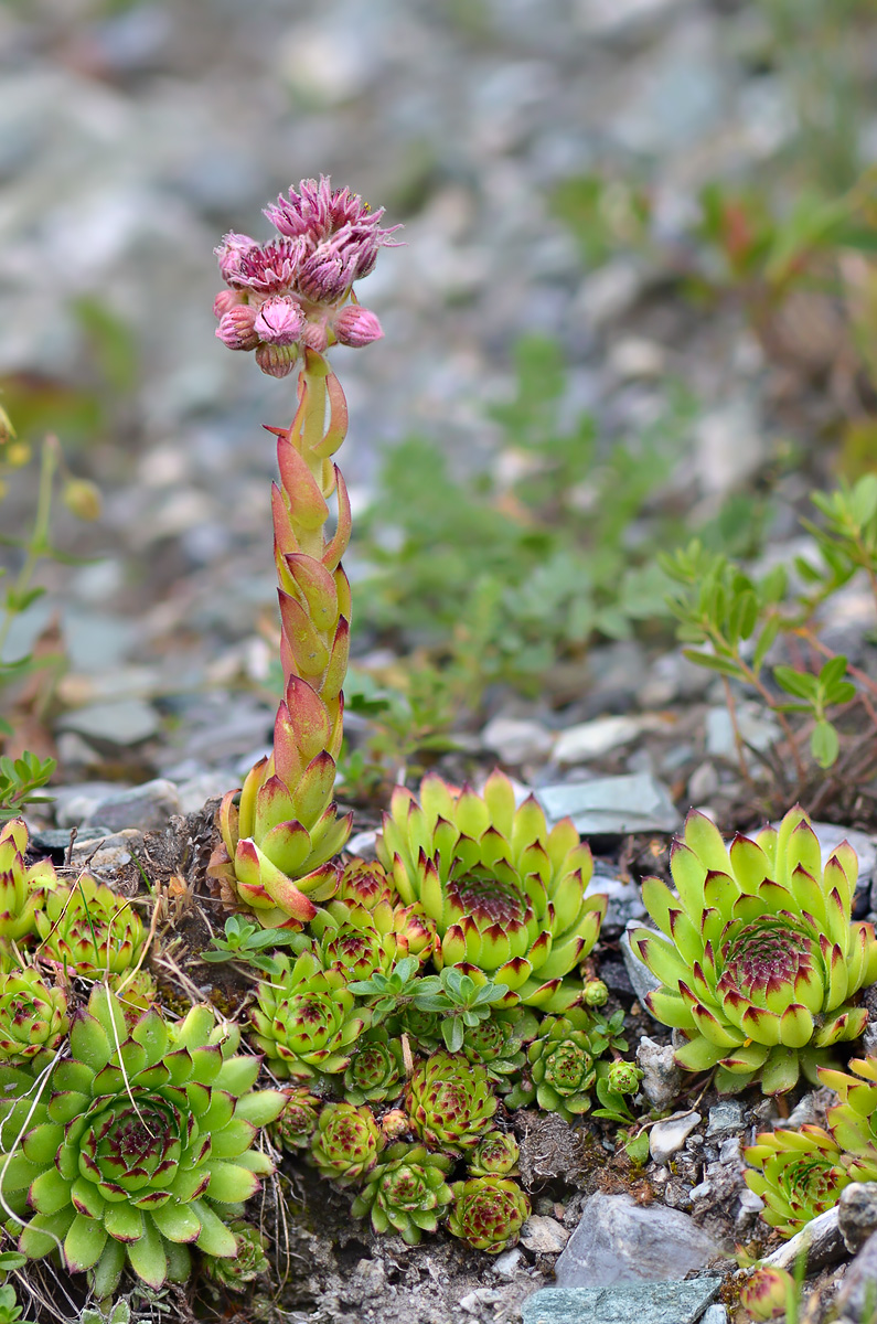 Изображение особи Sempervivum caucasicum.