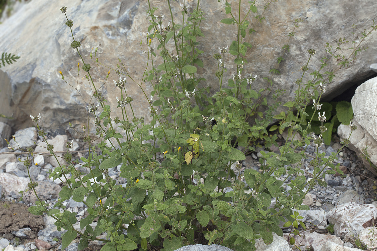 Image of Stachys hissarica specimen.