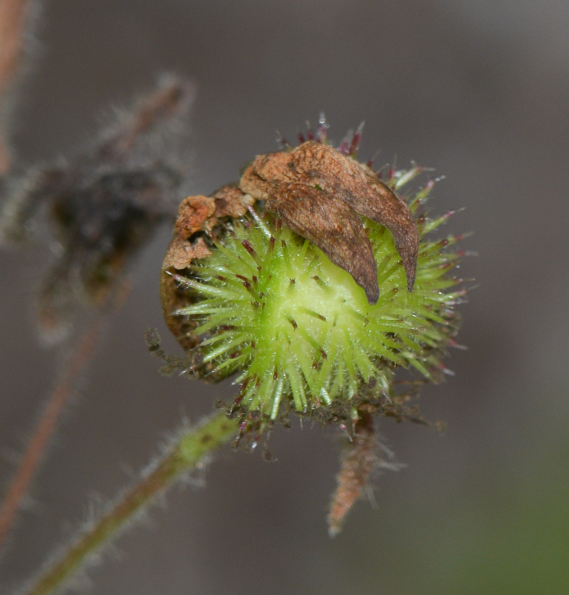 Изображение особи Sparmannia africana.