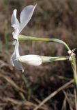 Narcissus obsoletus