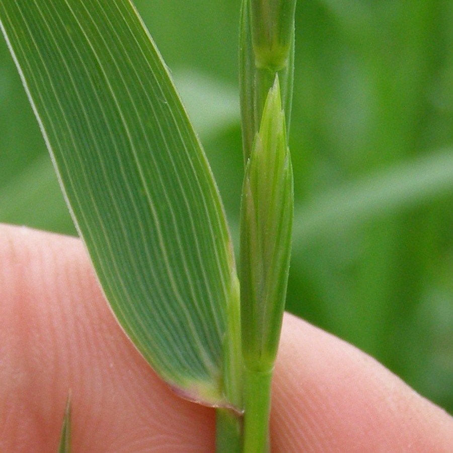 Image of Elytrigia repens specimen.