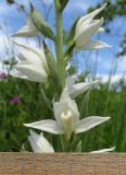 Cephalanthera epipactoides. Часть соцветия. Краснодарский край, Туапсинский р-н, пгт Джубга, опушка искусственного леса из сосны крымской на окраине посёлка. 11 мая 2019 г.