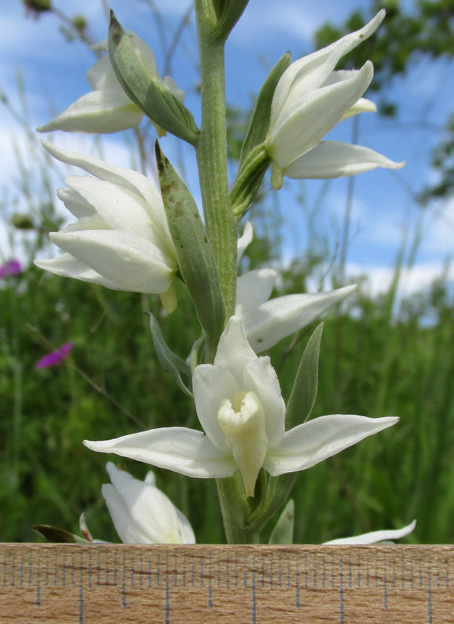 Изображение особи Cephalanthera epipactoides.