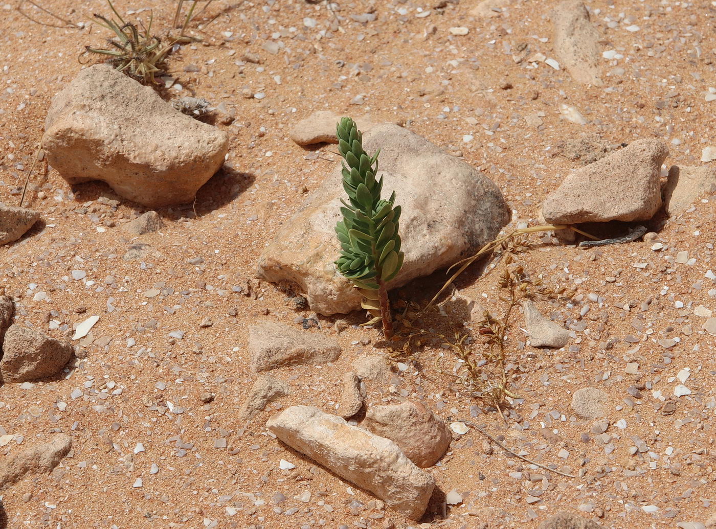 Image of Thymelaea hirsuta specimen.