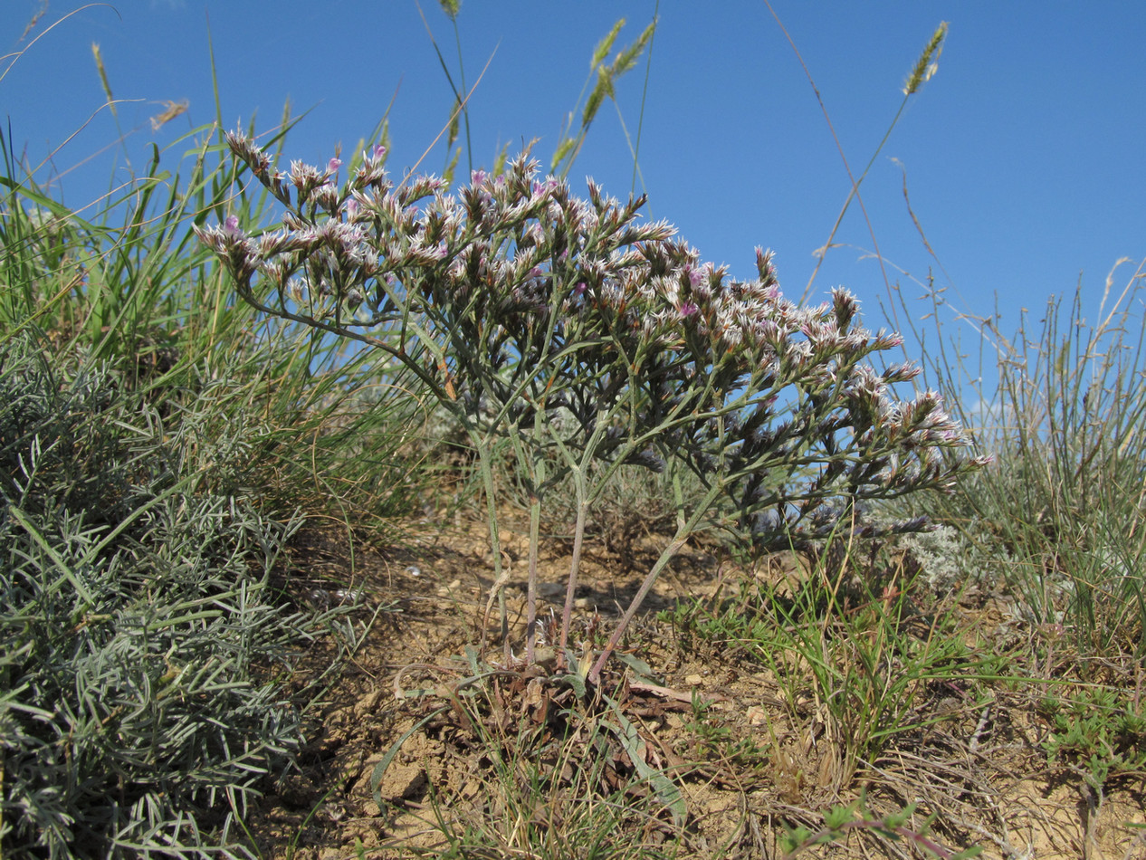 Image of Goniolimon orae-syvashicae specimen.