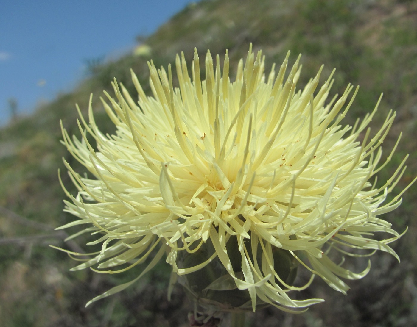 Image of Rhaponticoides razdorskyi specimen.