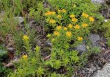 Aizopsis sichotensis