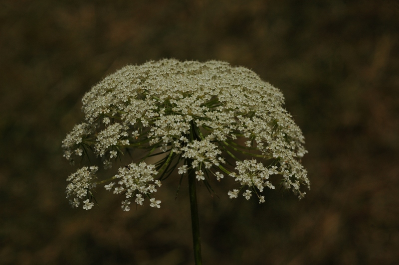 Изображение особи Daucus carota.