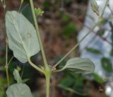 Boerhavia diffusa