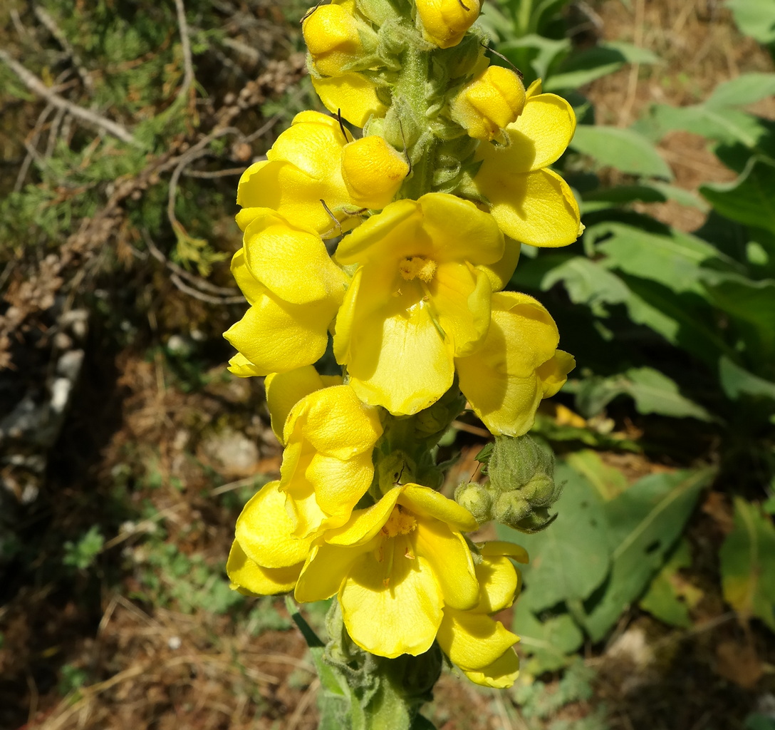 Image of Verbascum densiflorum specimen.