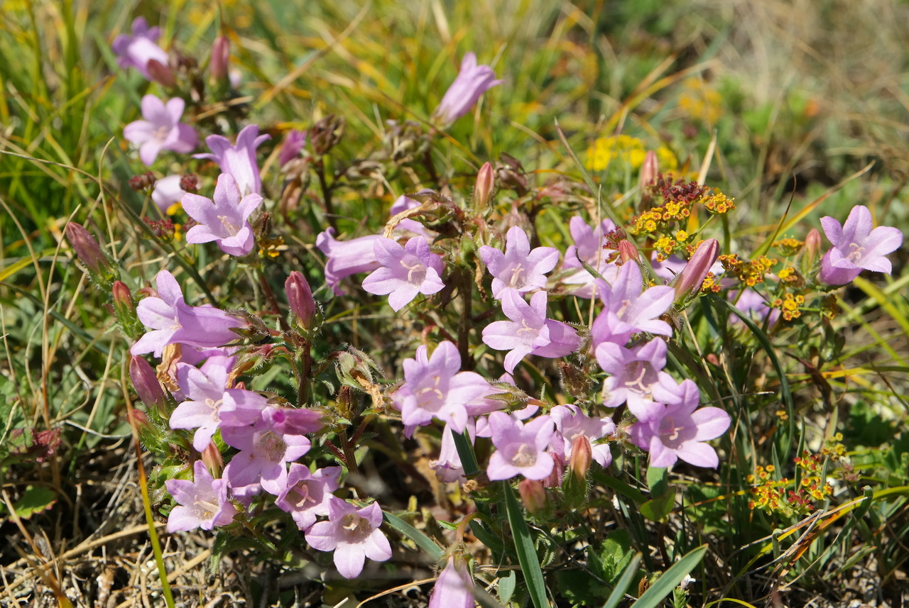 Изображение особи Campanula talievii.