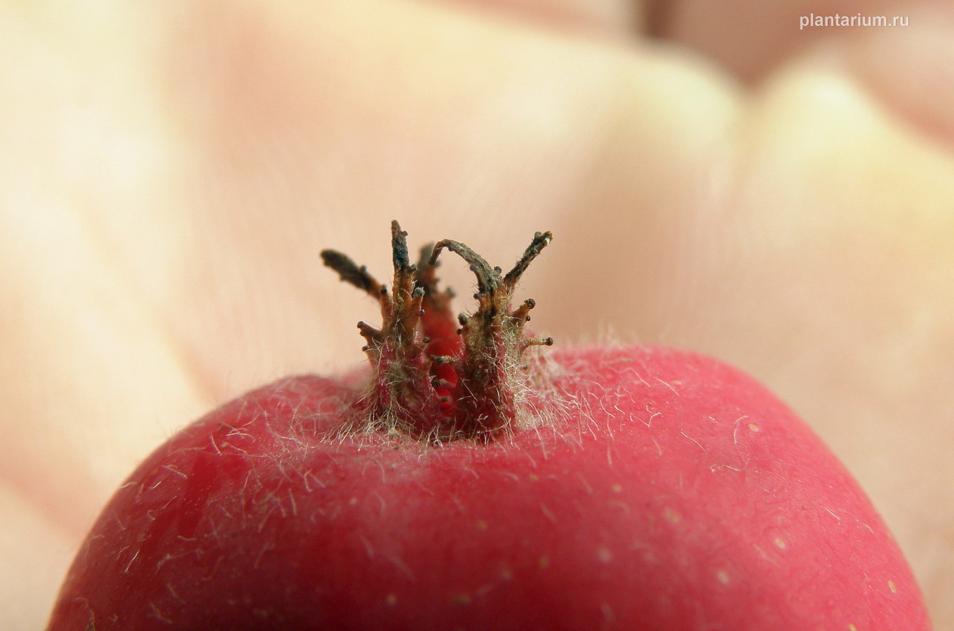 Image of Crataegus macracantha specimen.