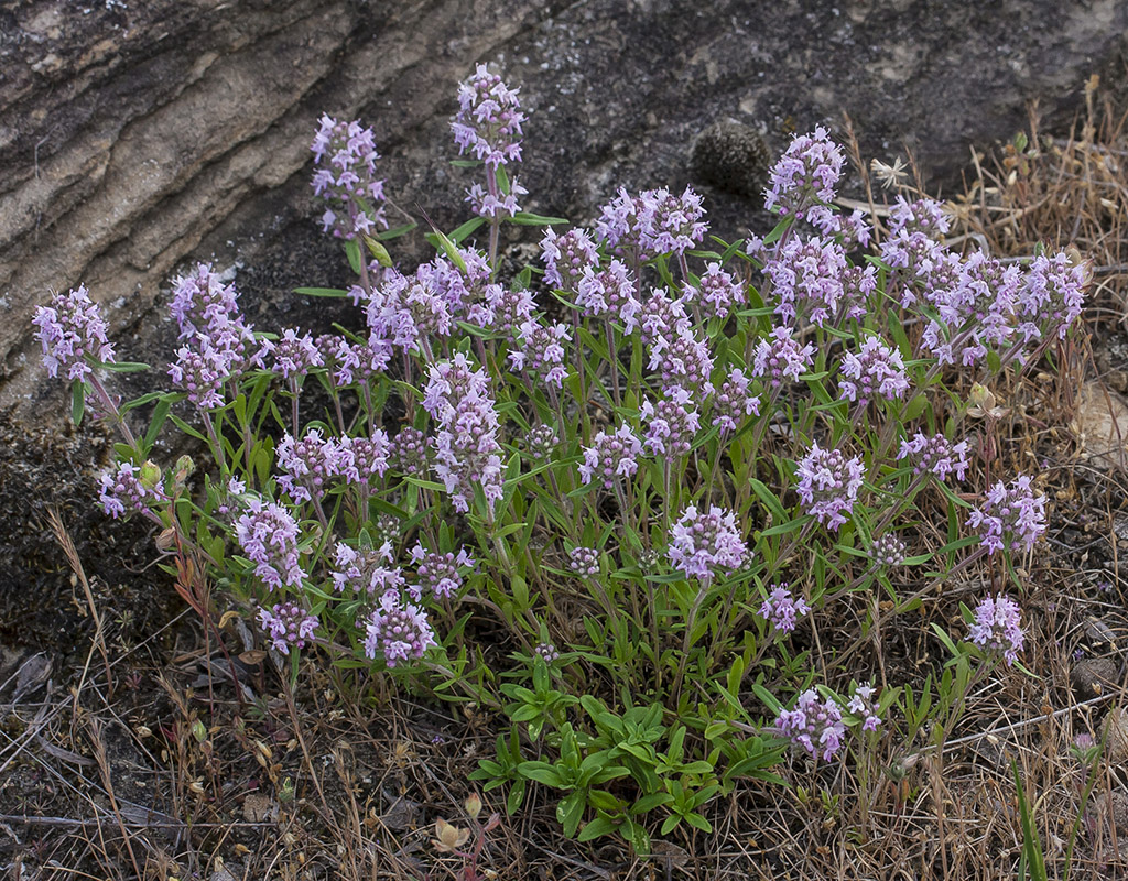 Изображение особи Thymus marschallianus.