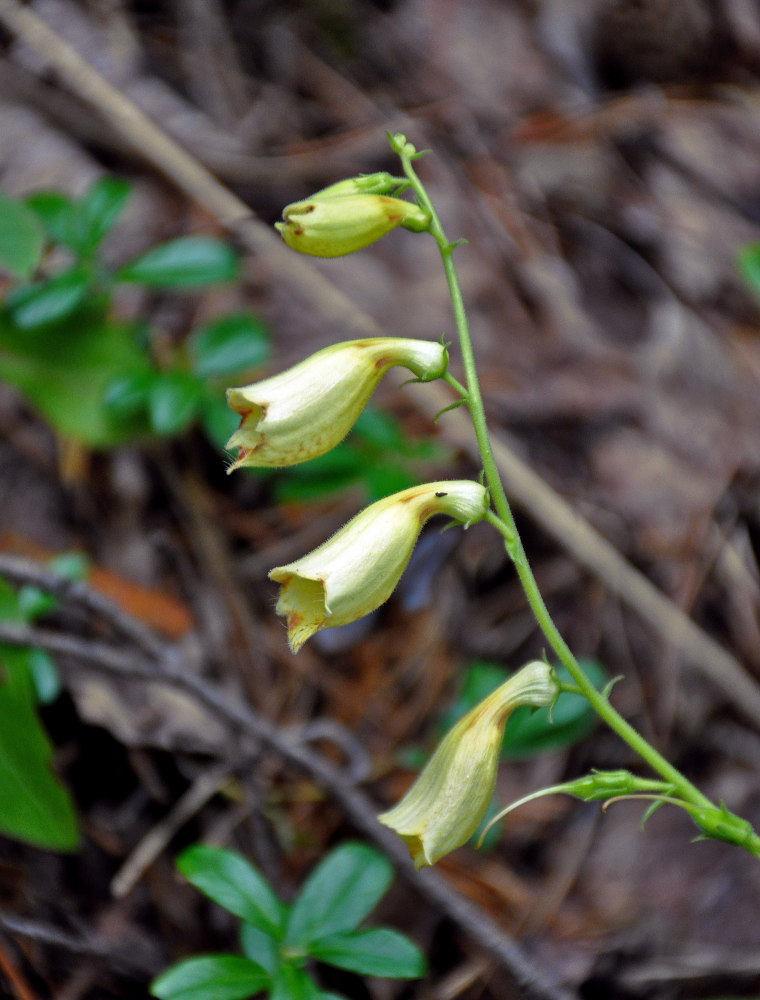 Image of Digitalis grandiflora specimen.