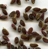 Ribes nigrum. Семена. Курская обл., Железногорский р-н, пос. Каменец, урочище Жуковец. 22 июля 2010 г.