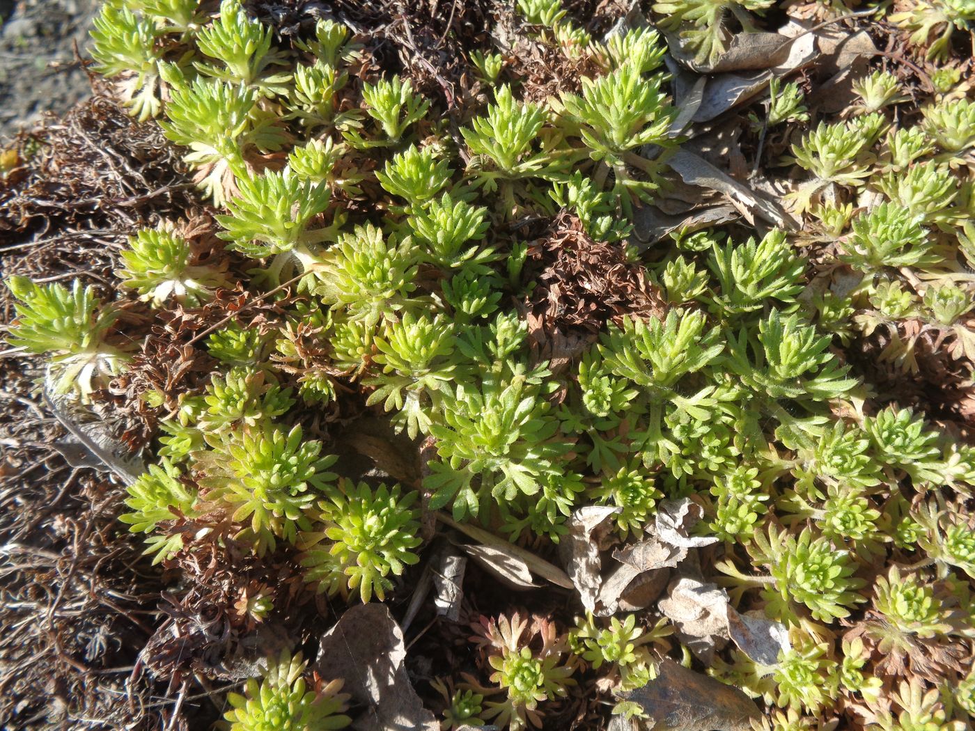 Изображение особи Saxifraga &times; arendsii.