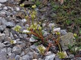 Sedum ochroleucum