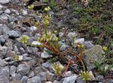 Sedum ochroleucum. Цветущее растение. Сербия, горный массив Златибор, гора Шарган, железная дорога Шарганская восьмёрка, каменистый склон. 12.07.2019.