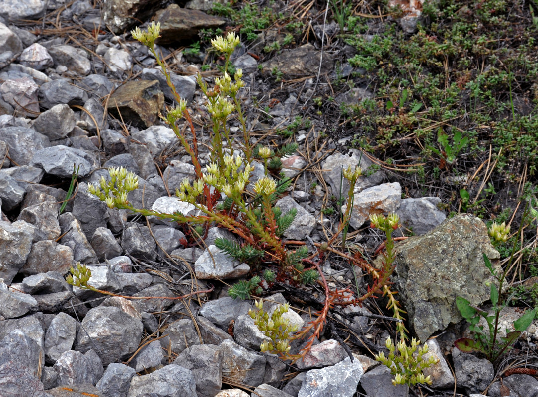 Image of Sedum ochroleucum specimen.