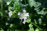 Malva neglecta