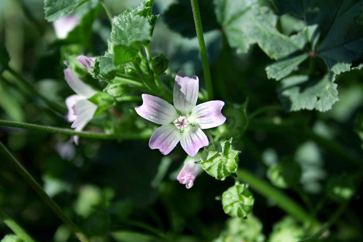 Изображение особи Malva neglecta.