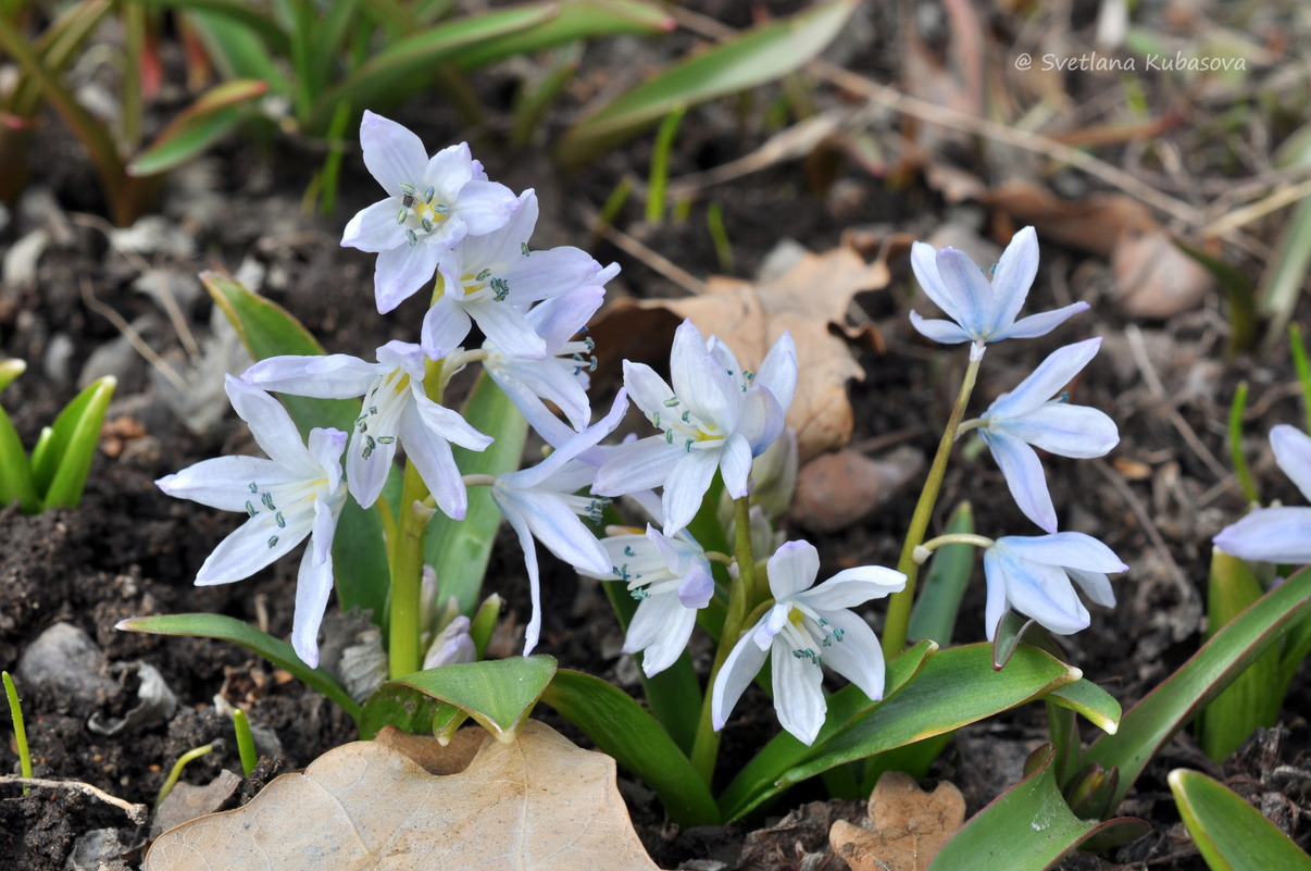 Изображение особи Scilla mischtschenkoana.