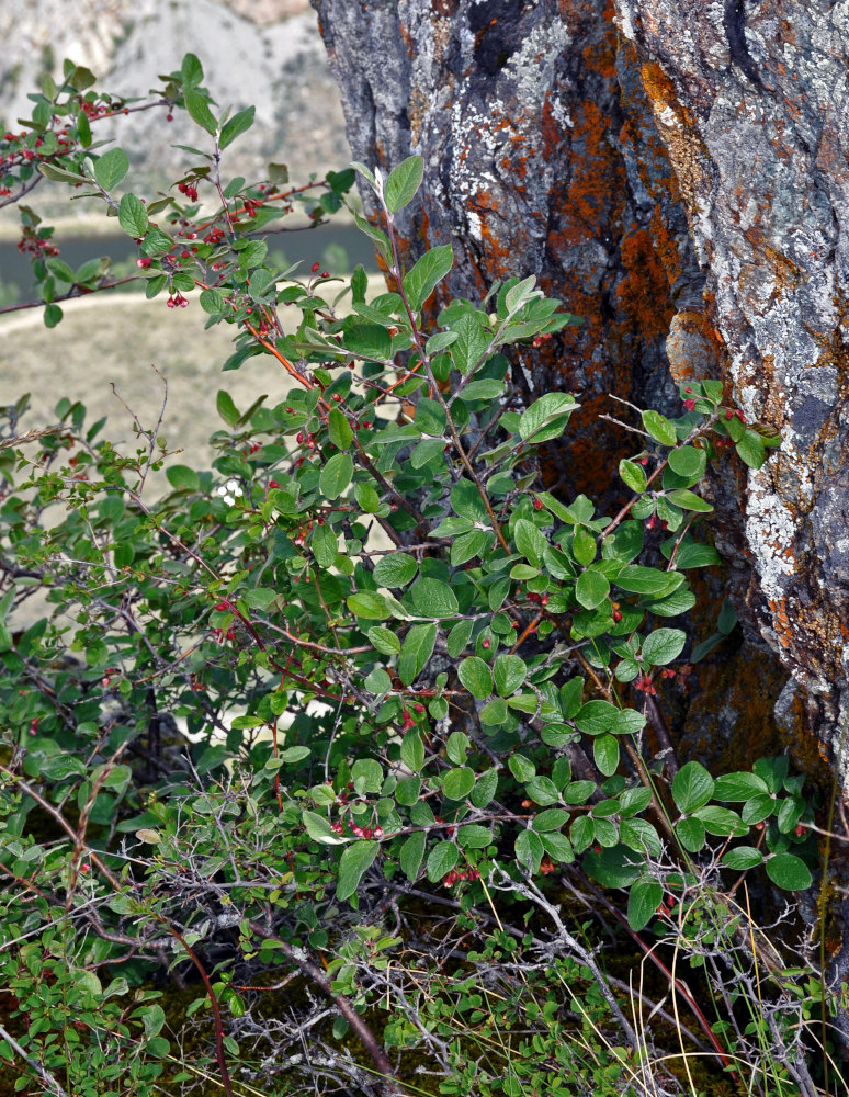Image of Cotoneaster melanocarpus specimen.