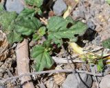 Boerhavia coccinea