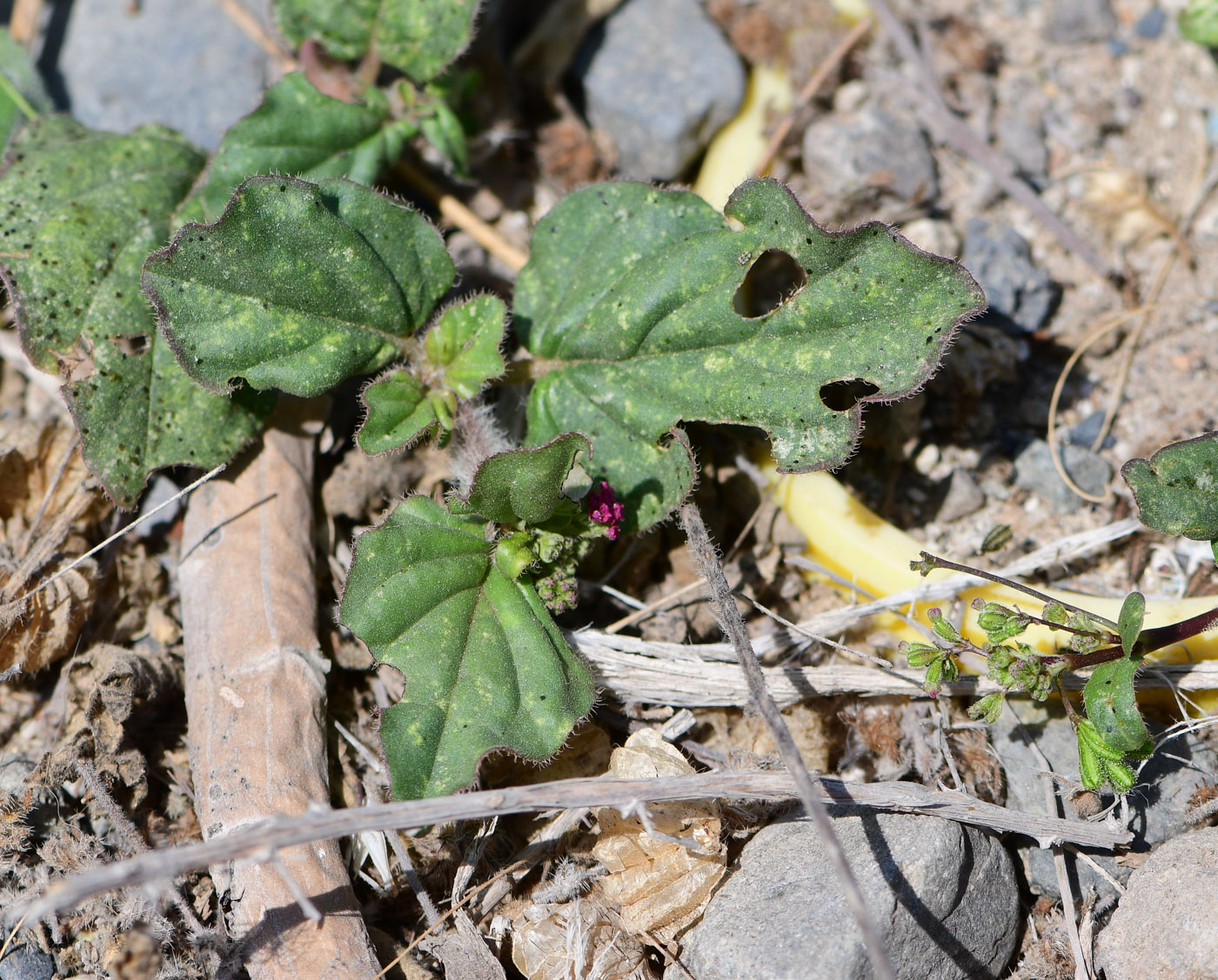 Image of Boerhavia coccinea specimen.