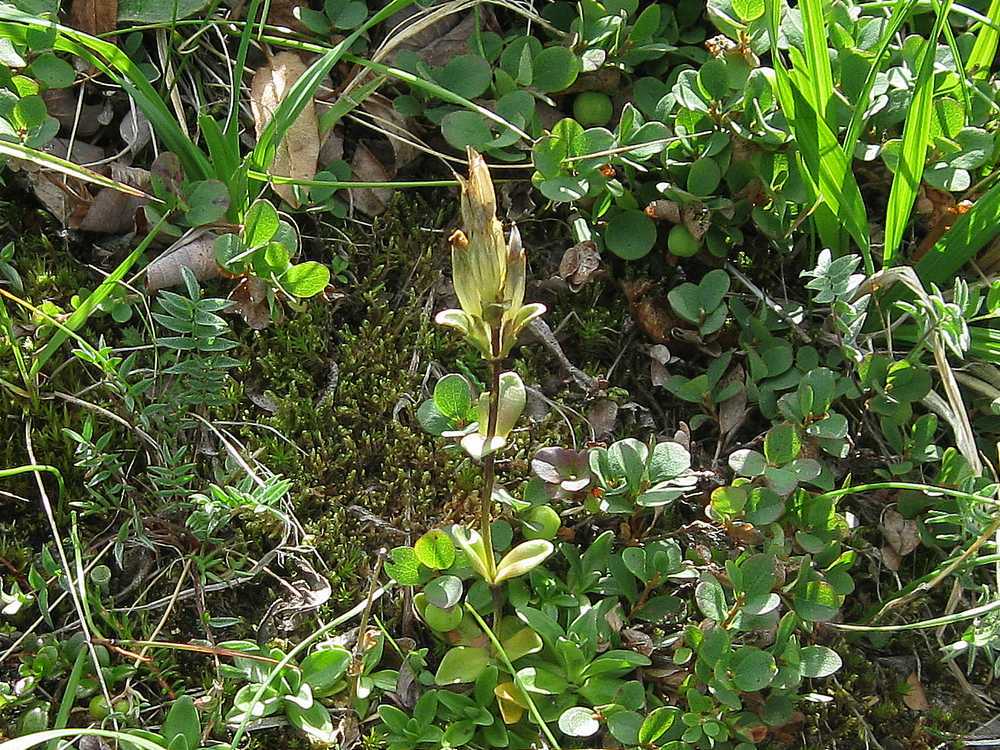 Изображение особи Gentiana glauca.