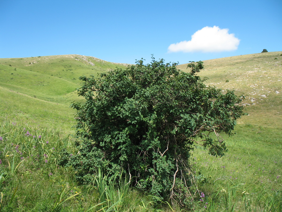 Изображение особи Lonicera tianschanica.