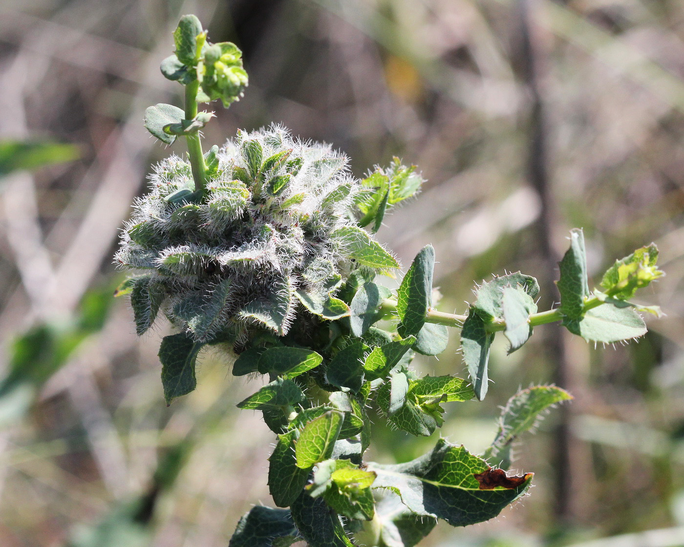 Изображение особи Hieracium robustum.