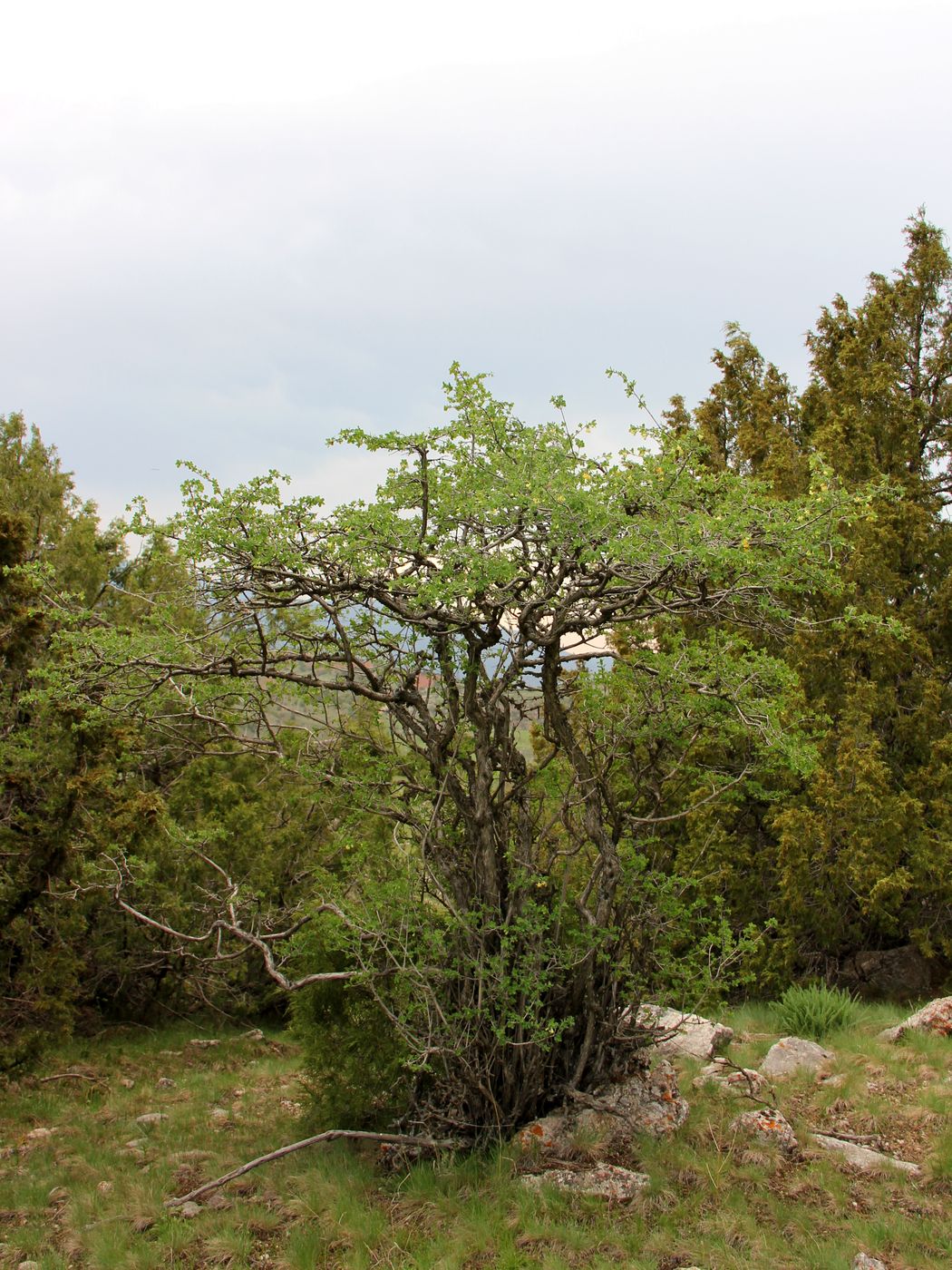 Image of Lonicera microphylla specimen.