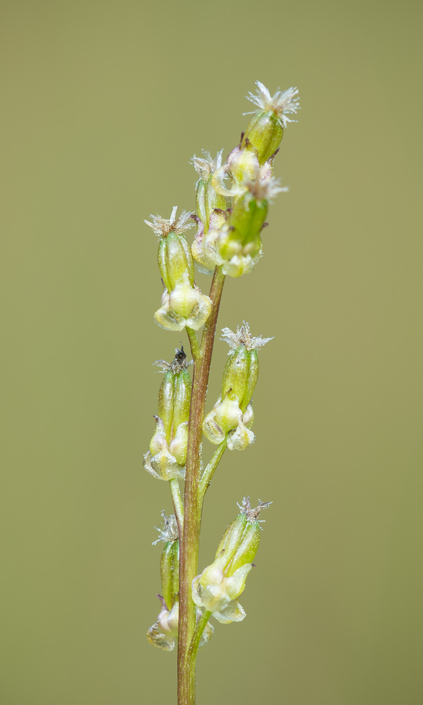 Image of Triglochin palustris specimen.