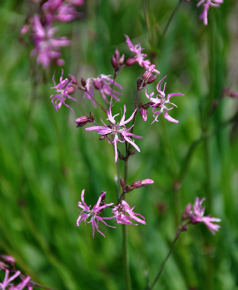 Изображение особи Coccyganthe flos-cuculi.