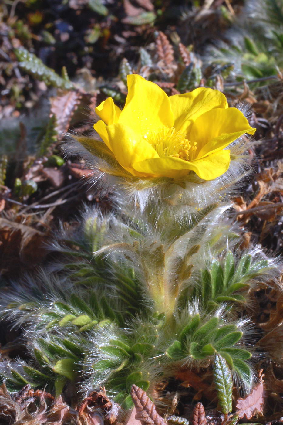 Image of Novosieversia glacialis specimen.