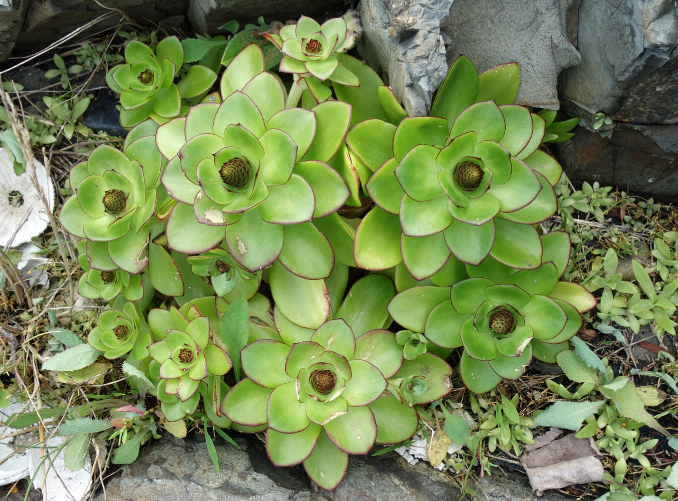 Image of Orostachys maximowiczii specimen.