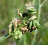 Medicago sativa. Соплодие. Украина, Черкасская обл., Каневский р-н, Региональный ландшафтный парк \"Трахтемиров\", степной участок. 3 июля 2010 г.