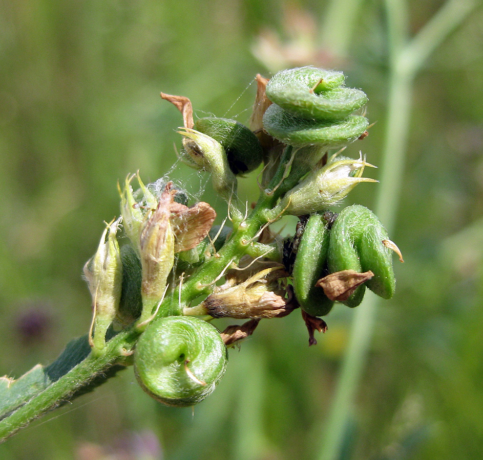 Изображение особи Medicago sativa.