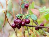 Vaccinium vitis-idaea. Верхушка побега с соплодием. Карелия, Суоярвский р-н, низкий, заболоченный берег оз. Таикинаярви, заросший Poaceae. 22.09.2019.