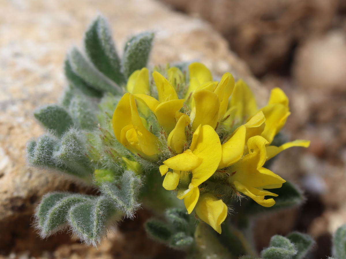 Image of Medicago marina specimen.