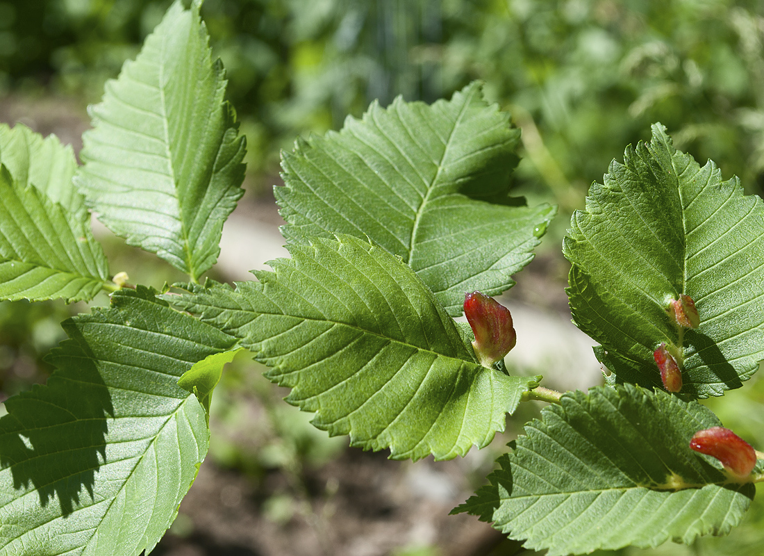 Изображение особи Ulmus laevis.