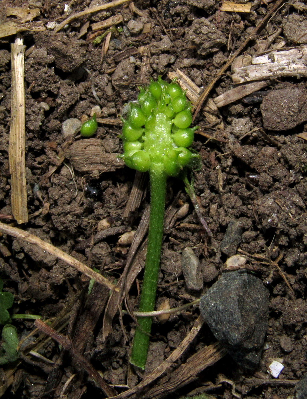 Изображение особи Ranunculus sobakus.