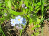 Myosotis sylvatica. Верхушка цветущего растения, один из цветков - шестилепестковый. Беларусь, г. Минск, парк Грековой, луг. 03.05.2020.